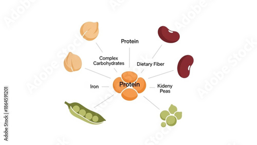 Protein sources infographic showing chickpeas kidney beans peas and other legumes with labels for nutrients flat vector illustration