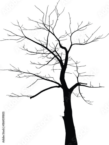 Leafless tree silhouette isolated on white background, winter nature concept, barren branches, minimal botanical illustration, dramatic black outline