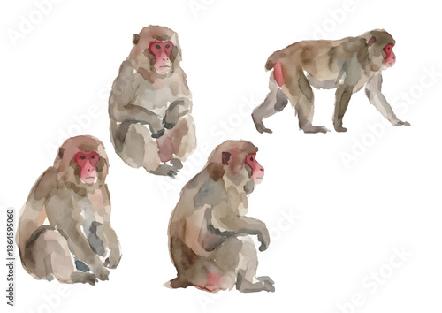 Watercolor-style Japanese macaque illustration／ニホンザル