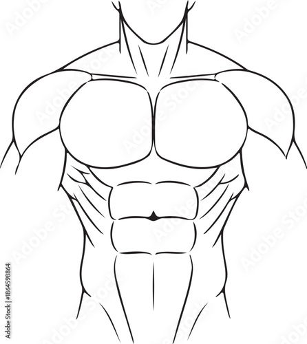 A muscular mans torso with defined abs and pectorals on transparent background muscle man chest abdomen fitness workout bodybuilding illustration outline line art drawing cartoon