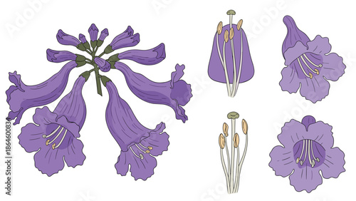 Botanical illustration of purple Jacaranda flowers featuring a full blossom cluster and detailed internal floral parts.