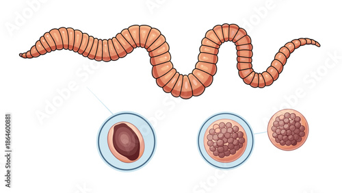 Anatomical illustration of an earthworm accompanied by circular inset views of its reproductive cells or early egg stages.