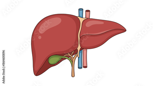 Detailed medical illustration of a healthy human liver showing the gallbladder, hepatic ducts, and associated blood vessels.
