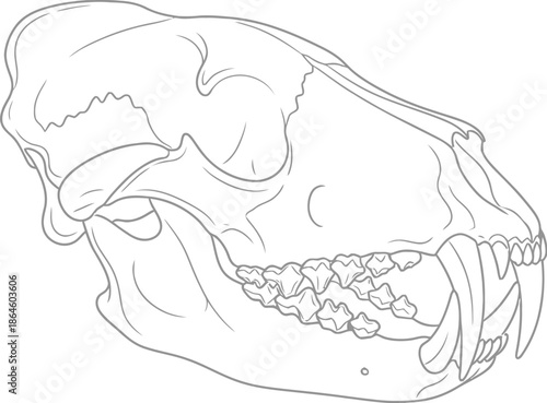 Detailed black and white line art illustration showcasing the profile view of a saber toothed cat skull with prominent elongated canine teeth and jaw structure isolated on white.
