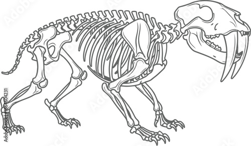 Detailed black and white line art illustration of a sabertooth cat skeleton displaying its distinctively long canine teeth and complete skeletal structure