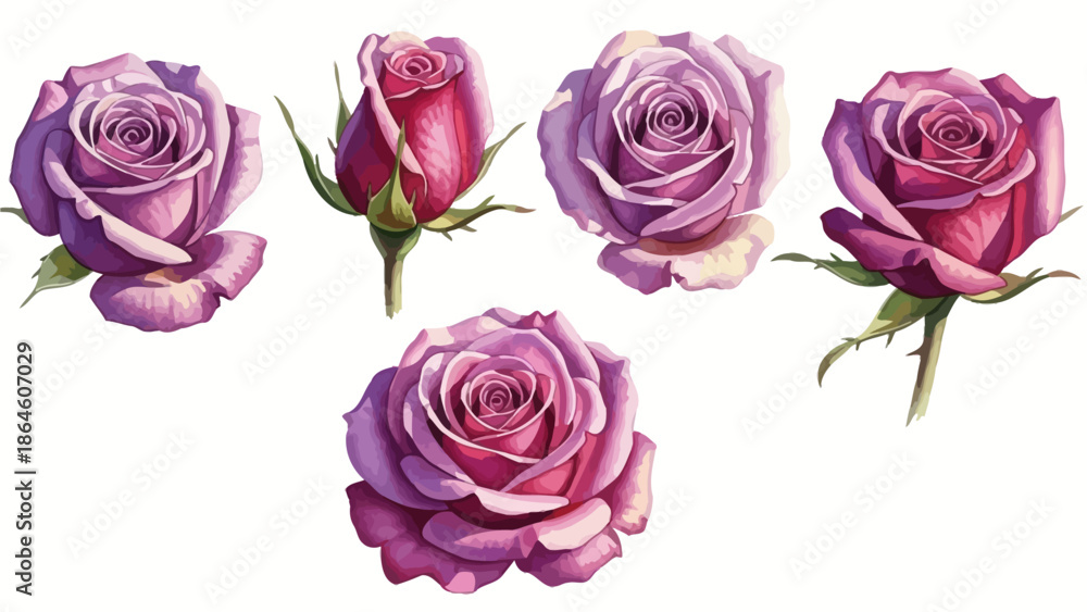 Fototapeta premium Rose flowers in various stages of bloom on a white background viewed from directly above