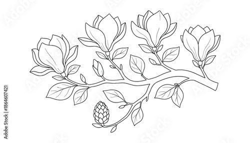 Magnolia blossom vector branch outline magnolia floral drawing design element spring flower