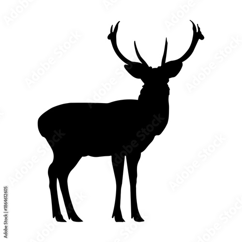 Deer vector
