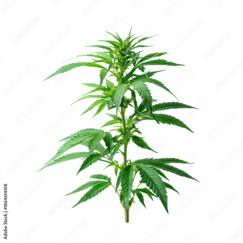 Obraz premium Green cannabis plant with serrated leaves and flowering buds marijuana, Isolated On White, Png Transparent, Cut Out