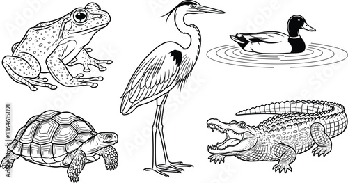 Black and white line art set of swamp animals including frog heron duck turtle and alligator isolated on white background.