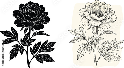 flower style comparison, peony sketch, silhouette bloom, botanical contrast, artistic technique, black and white, floral study, flat vector illustration