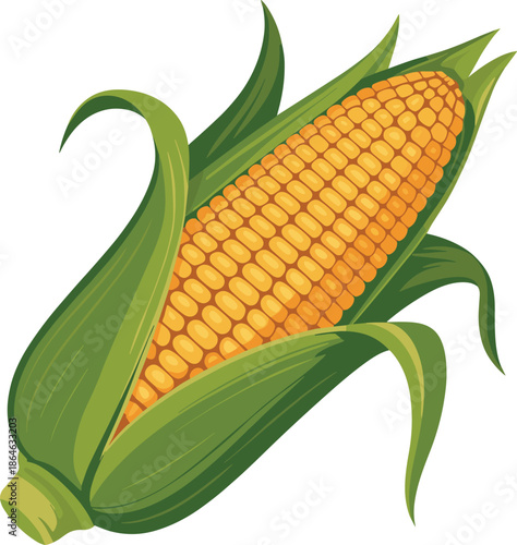 Fresh golden corn cob shows bright yellow
kernels enveloped with bright green husk leaves vector on white background.