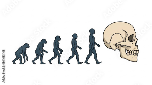 Evolution of human from ape to skull, illustration of human evolution stages, concept of evolution and extinction with biology and anthropology