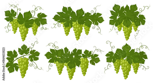 A collection of six decorative illustrations featuring bunches of green grapes with vibrant green leaves and curling vines, presented on a clean white background