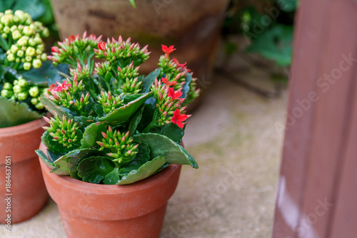 Close-up photo of red Kalanchoe flowers (Kalanchoe blossfeldiana) blooming in a pot