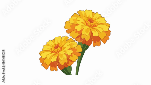 Two vibrant orange and yellow flowers bloom on green stems, set against a white backdrop