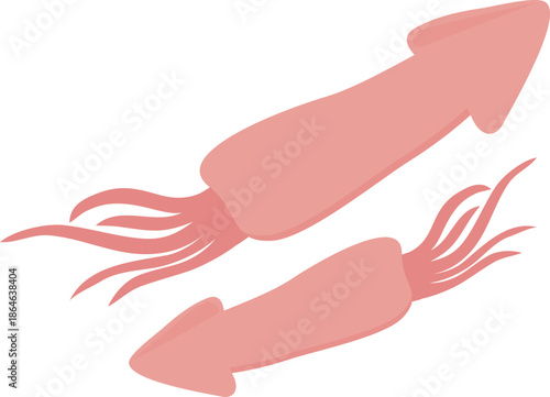 Squid illustration
