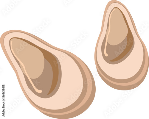 Clam illustration