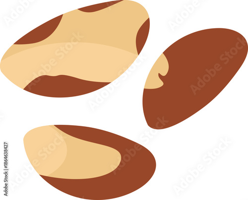 Brazil nuts illustration.