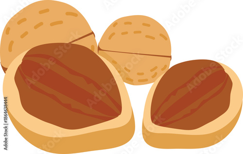 Walnuts illustration.
