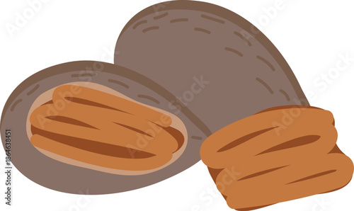 Pecans nut illustration.