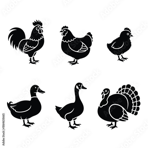 Collection of poultry birds silhouette Vector, illustration