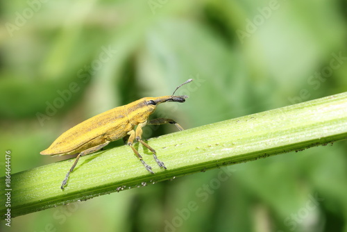 The Yellow Weevil (Lixus iridis)