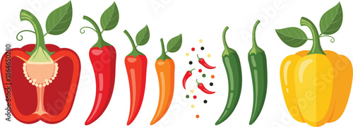 Large flat vector illustration set featuring various red yellow and green chili peppers with bell pepper halves isolated on white for spicy food design.