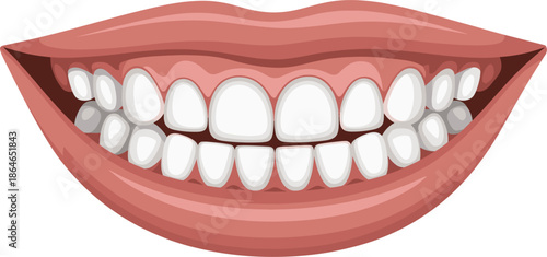 Dental Illustration Featuring a Healthy Smile with Clean White Teeth and Pink Gums