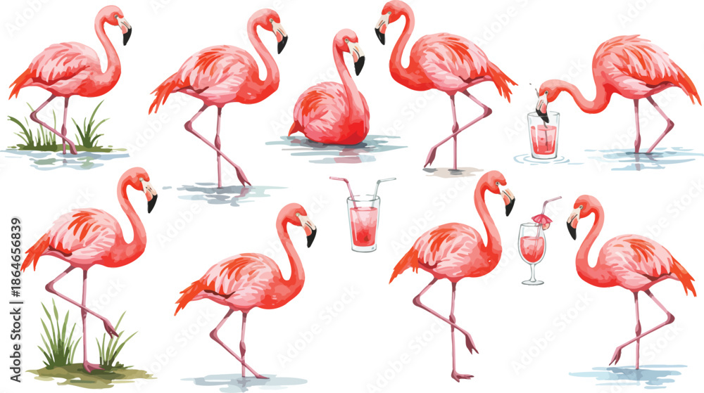 Obraz premium A beautiful exotic pink flamingo bird with long neck and colorful feathers standing in tropical water isolated on a white background as a wildlife nature vector