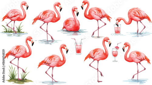 A beautiful exotic pink flamingo bird with long neck and colorful feathers standing in tropical water isolated on a white background as a wildlife nature vector