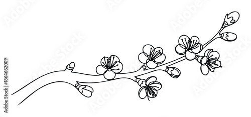 Elegant black outline drawing of a blooming cherry blossom branch with delicate flowers and buds, ideal for spring themed greeting cards, wedding invitations, or decorative branding