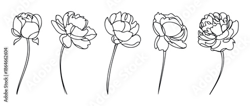 Minimalist botanical floral sketches perfect for adding an elegant natural touch to branding, packaging, wedding invitations, greeting cards, or decorative prints