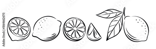 Lemon fruit outlines including whole citrus halves slices wedges with fresh leaves perfect for food product packaging menu restaurant or healthy lifestyle promotional materials