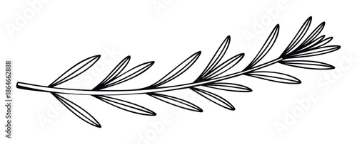 Minimalist graphic outline of a fragrant herb branch with slender leaves, perfect for enhancing organic food packaging, cooking recipe layouts, or natural themed graphic assets.