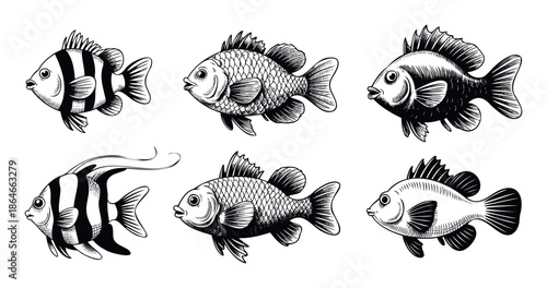 A collection of diverse marine fish in a vintage handdrawn engraving style perfect for aquatic life education materials or seafood restaurant menus