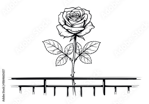 Detailed black and white line drawing of a delicate rose with thorny stem and leaves growing upward through a rigid fence, perfect for tattoo designs, emblems, branding, or decorative print