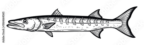 Stylized monochrome barracuda fish drawing showcasing its predatory features, perfect for fishing industry branding, marine wildlife educational materials, or oceanthemed apparel
