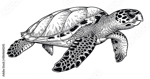 A hand drawn sea turtle swimming with intricate shell textures and patterns, perfect for educational materials, ocean conservation campaigns, or nature themed apparel and prints