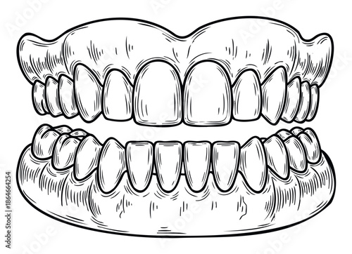 Detailed line illustration of a full set of human teeth and lower jaw structure useful for dental health education materials and cosmetic dentistry clinics