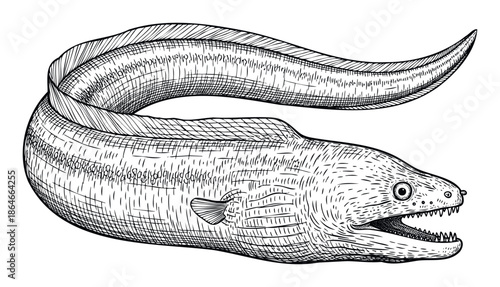Highly detailed black and white engraving style illustration of a formidable moray eel with an open mouth and sharp teeth, ideal for oceanic wildlife themes, aquatic restaurant decor, or