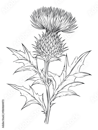Detailed black outline drawing of a thorny thistle plant featuring its distinctive spiky flower head and foliage for various projects