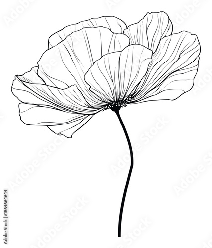 Elegant black line drawing of a poppy flower with delicate petals and a slender stem, ideal for botanical themed decor, greeting cards, or sophisticated graphic design projects.