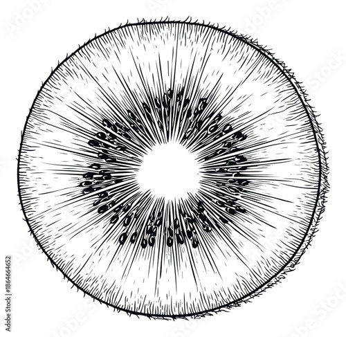 Delicious fresh kiwi fruit slice graphic for healthy food blogs, organic produce packaging, recipe books, and culinary promotional materials.