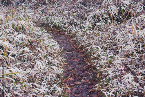 兵庫県・三田市千丈寺湖初雪道