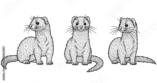 Ink illustration of three ferrets in detailed vintage style
