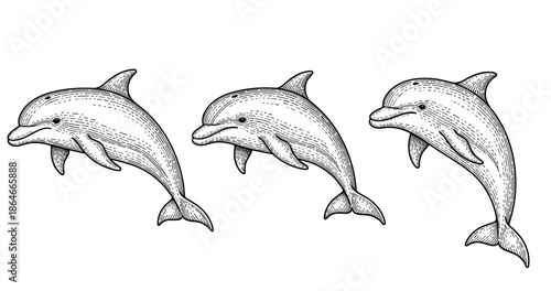 Vintage engraving of three dolphins in black and white line art