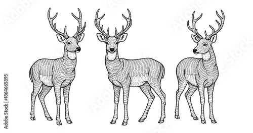 Hand-drawn deer sketch with antlers in various poses