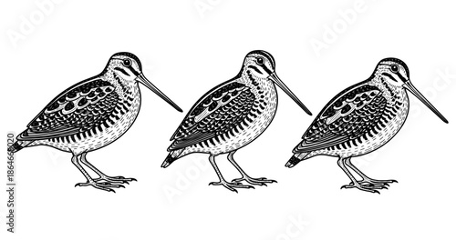 Detailed illustration of three black and white snipes with intricate feather patterns