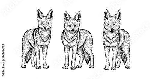 Detailed black and white illustration of three foxes standing side by side